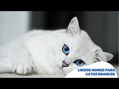 Vídeo: Quais são bons nomes de gatos brancos?