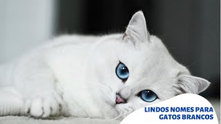 Melhores Nomes Para Gatos Brancos Machos e Femeas  2020