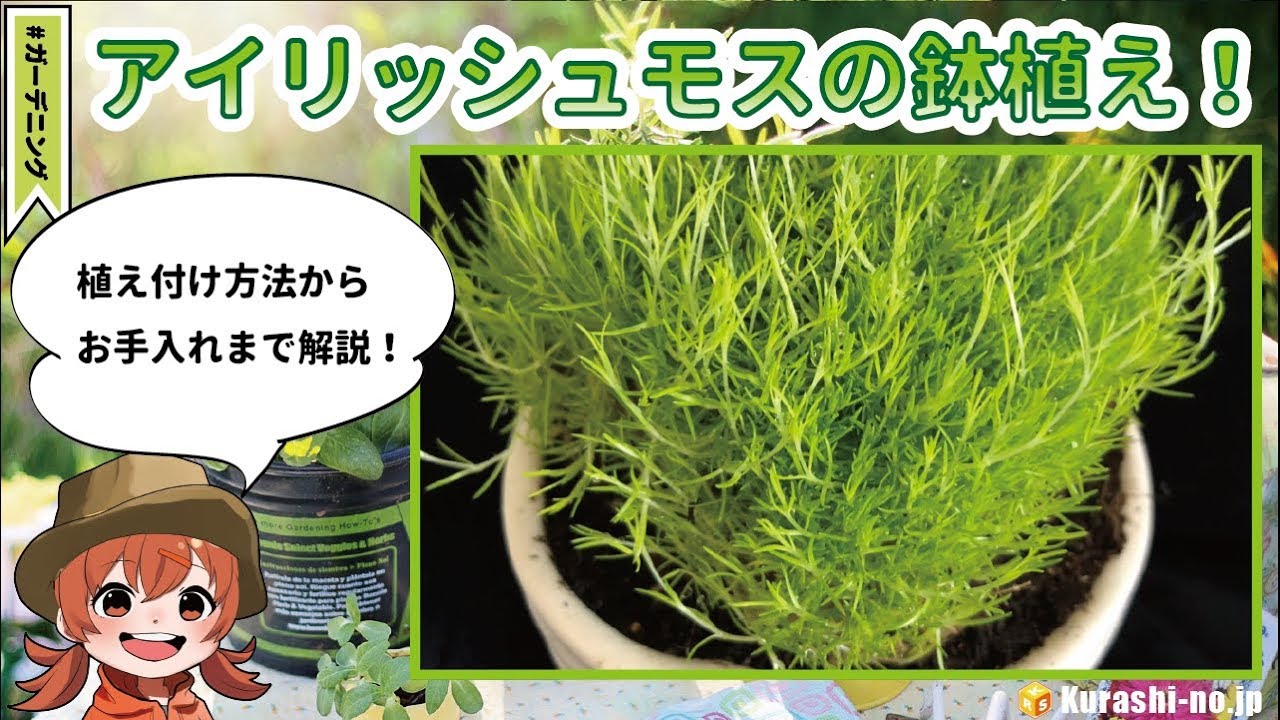 アイリッシュモス サギナ の鉢植えのやり方 植え付け後のお手入れまで解説 Youtube