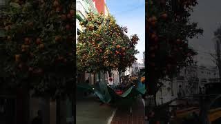 Portakal Toplama Makinası - Orange Picking Machine