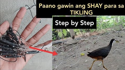 TUTORIAL How to make a SHAY Trap for breasted waterhen