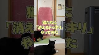 猫たちに「消えるドッキリ」やってみた♪【#Shorts​】