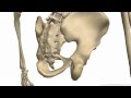 Bones of the Pelvis - Hip Bones - Anatomy Tutorial