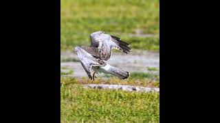 Download Lagu Bird of Prey - Male Northern Harrier Landing MP3