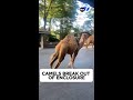 Camels Run Around Amusement Park After Breaking Out Of Enclosure Camels Run Around Amusement Park After Breaking Out Of Enclosure