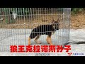 今天帮粉丝淘了一条3个月德牧 狼王克拉诺斯后代 你看值多少钱 今天帮粉丝淘了一条3个月德牧 狼王克拉诺斯后代 你看值多少钱