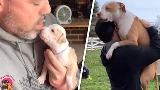 Grown-up pitbull still thinks she's daddy's little girl- FUNNY PETS