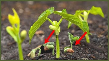climbing bean growing timelapse -Soil cross section !