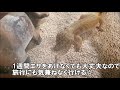 【大雅OOMASA TV】おすすめペット～レオパード・ゲッコー～