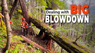 Small Wood on a Heli-Logging Job | PowerWedge in action