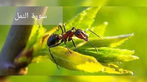 أواخر سورة النمل