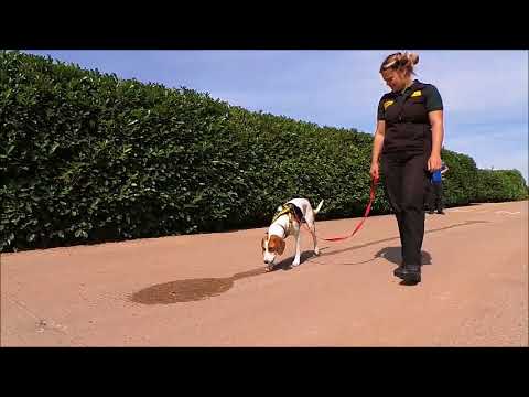 wales wisconsin Dogs Trust Darlington - Finn