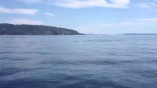 Orcas at Hernando Island
