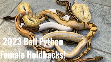 2023 Female Holdbacks!  #reptiles #ballpython #snake