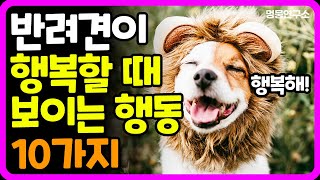 개가 행복할때 보이는 행동이에요! 반려견이 행복하게 살고 있는 지 알 수 있어요! |강아지 언어, 강아지 행동, 강형욱 훈련사|