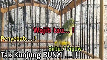Penyebab SIRTU MALAS BUNYI TAK KUNJUNG GACOR ! Wajib tau ...