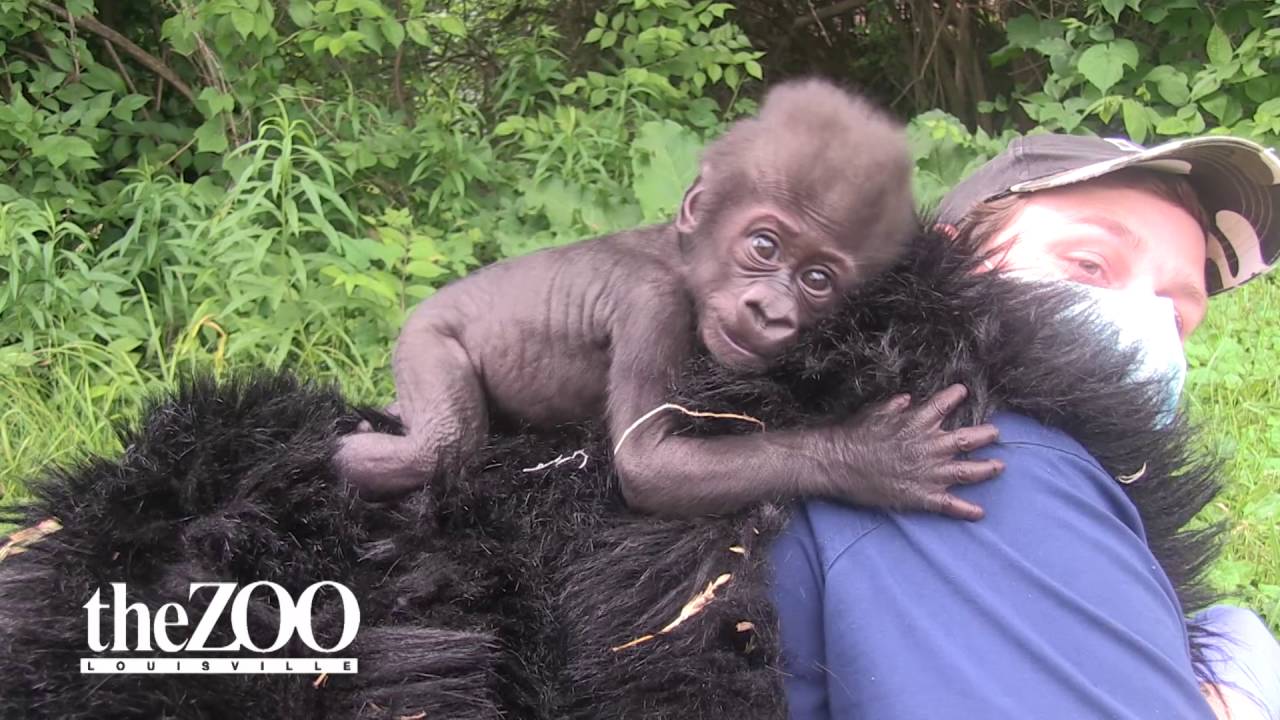 Week 10 Out Of The Nursery And Exploring The Big Girl Gorilla Spaces Louisville Zoo