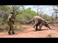 A brave man tackled a young elephant to save its life, but minutes later...