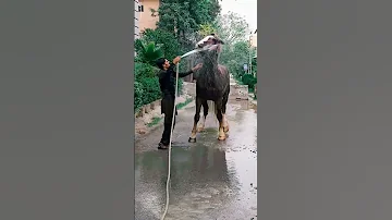 Uqaab Badshah Zuljanah 