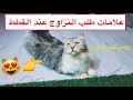 رومي تبي تتزاوج 😱 علامات طلب التزاوج عند القطط الاناث و الذكور 👍🏻😻 / Mohamed Vlog