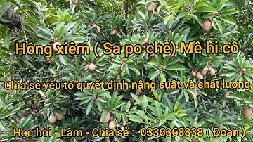 Hồng xiêm ( Sa po chê ) Mê hi cô : chia sẻ yếu tố quyết định Năng suất và Chất lượng!.