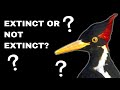 Ivory-Billed Woodpecker - Recently Extinct Animals