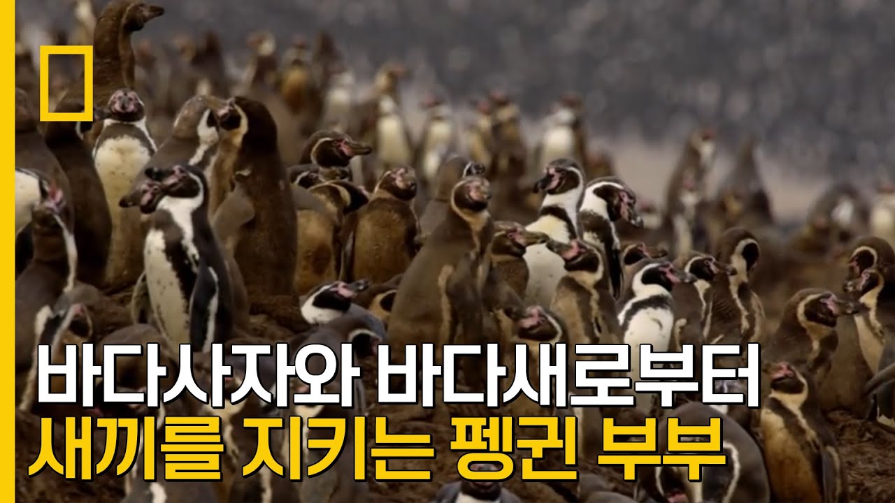 홈볼트 펭귄 부부의 미션! 바다사자와 바다새로부터 새끼를 지켜내라!