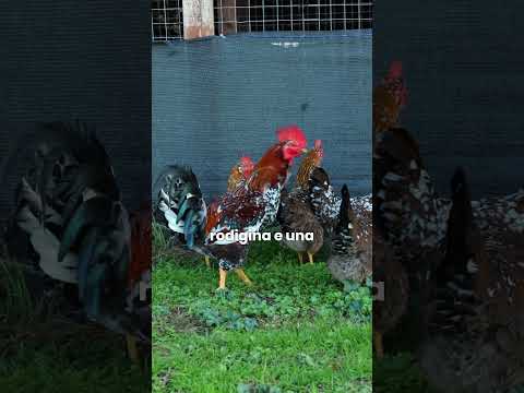 Siamo Allevatori Custodi di biodiversità: Ecco le nostre galline venete