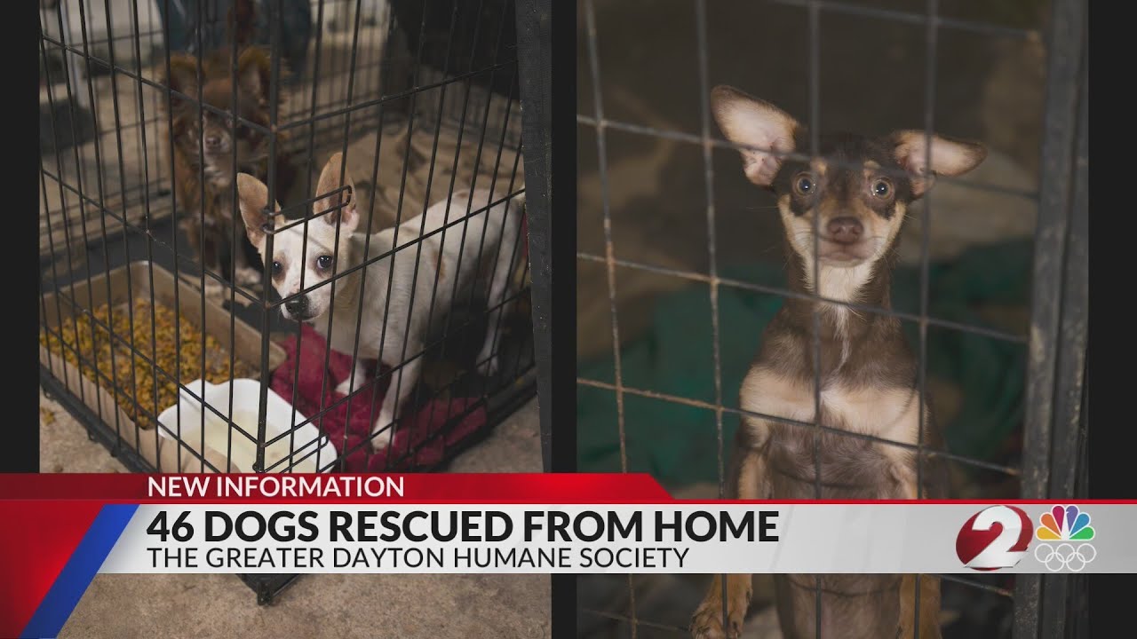 46 dogs rescued from home - YouTube