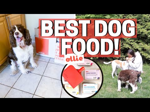 best-healthy-dog-food---ollie-pet-food-review!