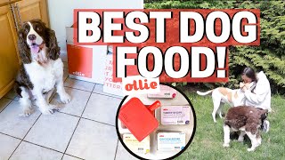 BEST HEALTHY DOG FOOD - OLLIE PET FOOD REVIEW