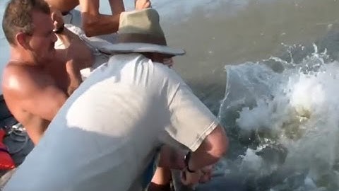 Đi câu vô tình bắt luôn cả gia đình cá da trơn khổng lồ