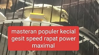 Masteran kecial gesit speed rapat dan cepat