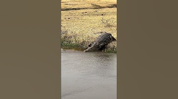 World’s Biggest Crocodile Ever Caught! #shorts #shortvideo