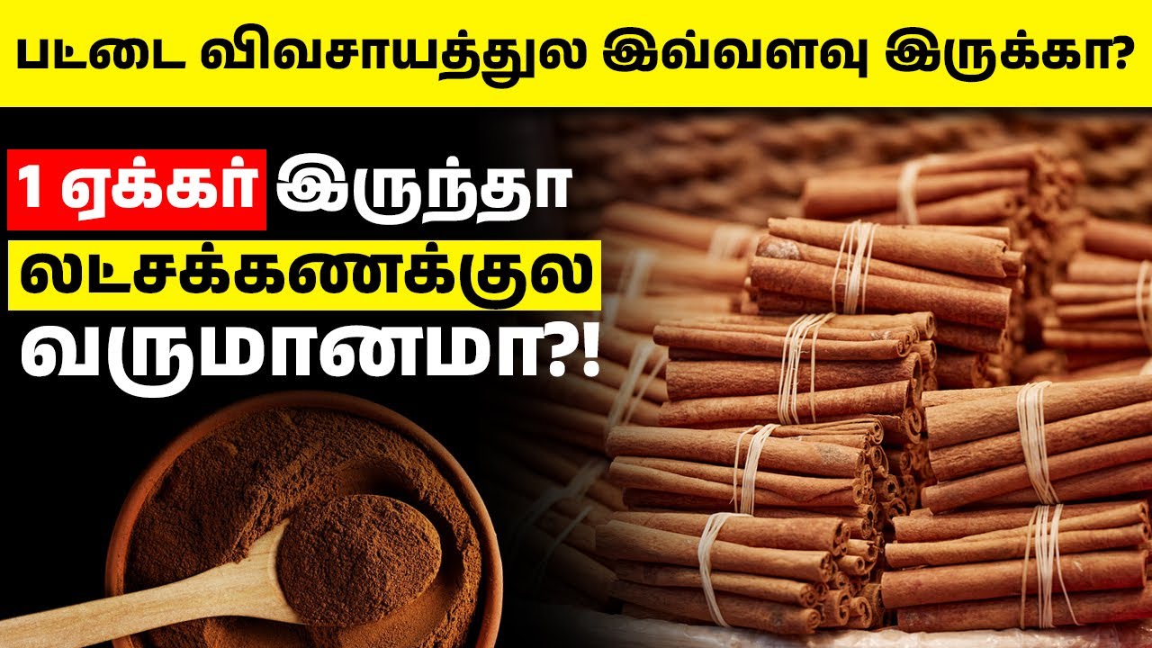 பட்டை விவசாயத்துல இவ்வளவு லாபம் பார்க்கலாமா? | Cinnamon Farming in Tamil