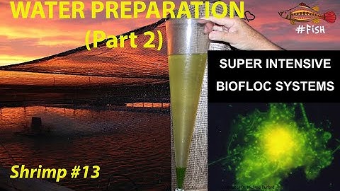 BIOFLOC SUPER INTENSIVE SHRIMP POND WATER PREPARATION (Part 2) #13 | #FISH