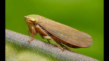 Darwin Defying Gear System on Planthopper. PPSimmons. Creation Evidence. Biblicaltours.