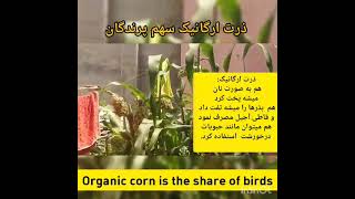 ذرت ارگانیک خانه من  /Organic corn became my home food producer
