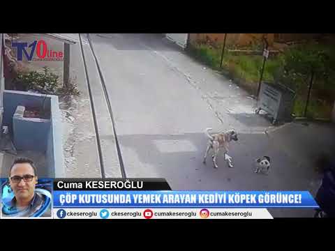 KÖPEK GÖRDÜĞÜ KEDİYİ PARÇALADI