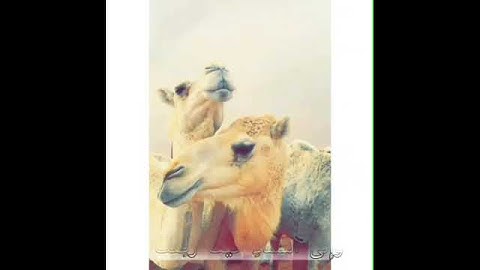 أفلا ينظرون إلى الإبل كيف خلقت. القارئ عبدالرحمن مسعد 🍃