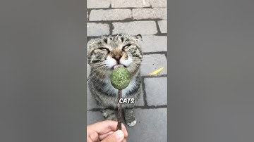 Why Cats Love Catnip 🌿