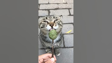 Why Cats Love Catnip 🌿