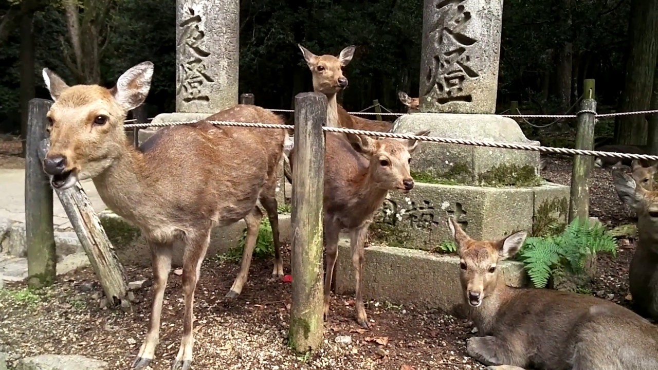 奈良の可愛い鹿さんまとめ Youtube
