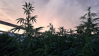 Aug 13 sunset cannabis grow AZ