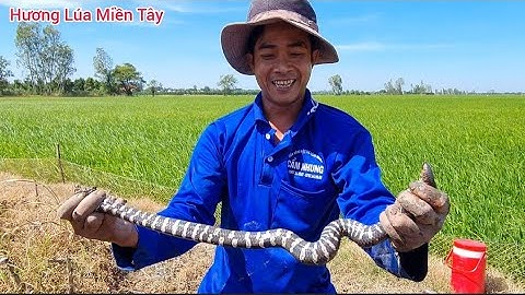 Đi Săn Gặp Hàng Khủng, Trúng Mánh Cá Ếch Ngay Bước Khởi Đầu| Hương Lúa Miền Tây #50