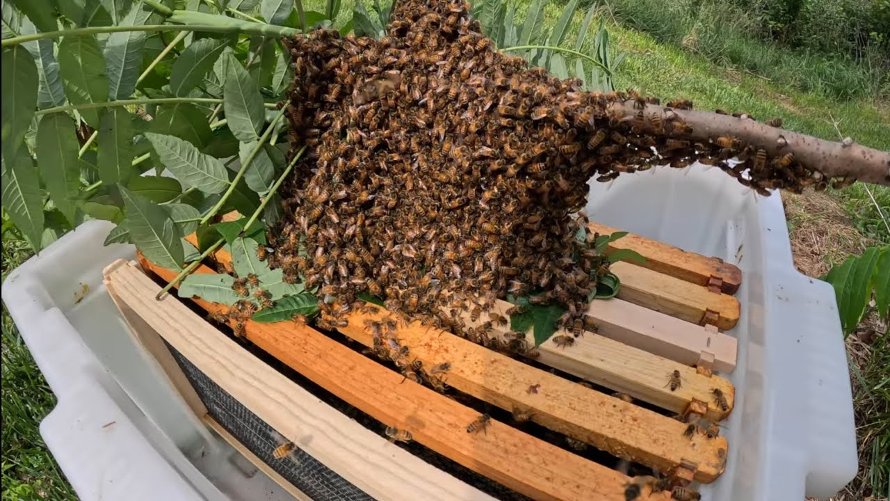 I Love These Easy Swarms!!!