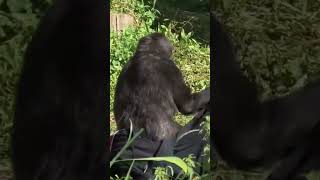 #gorilla #juvenile #testing a #jacket