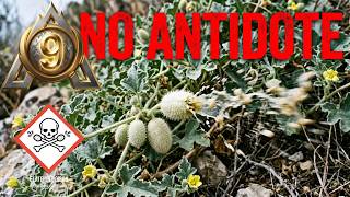 9 Most Deadly Plants & Poisonous Plants – Don't Touch! | ApexAtlas