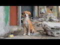 Ecuador earthquake: bringing aid to animals