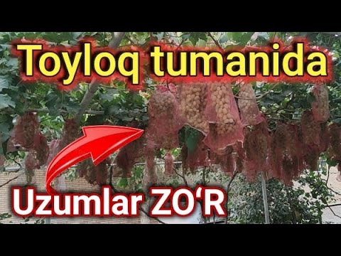 Video: Amur Uzumlari